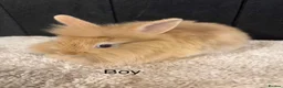 Mini Lop rabbits for sale: Stunning bunnies  - Advert 7