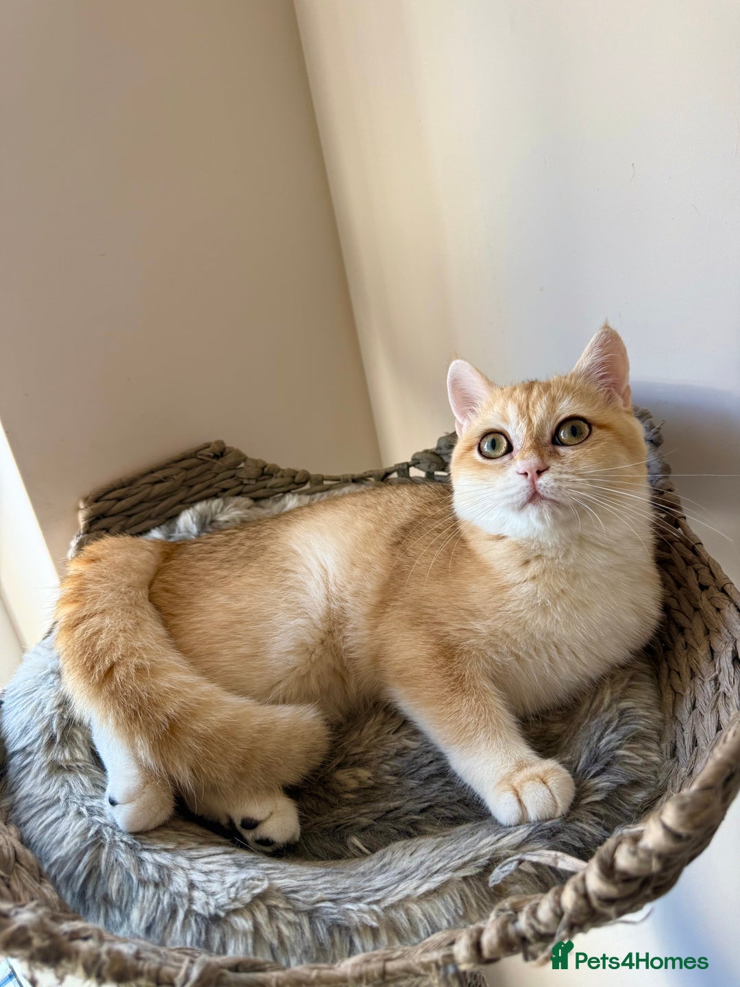British Shorthair cats for sale: GCCF golden BSH - Image 1