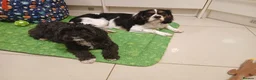 Mixed Breed dogs for sale: Handsome Male Cavalier King Charles Spaniel Cross in Bristol - Advert 16