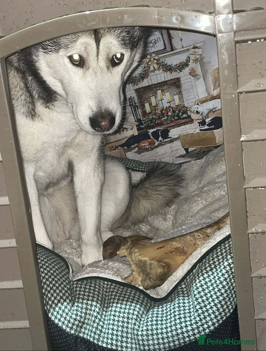 Siberian Husky dogs for sale: Siberian husky  - Advert 13