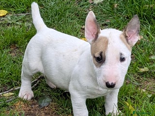 English Bull Terrier dogs K.C Reg English Bull Terrier Pups READY NOW - Advert 3