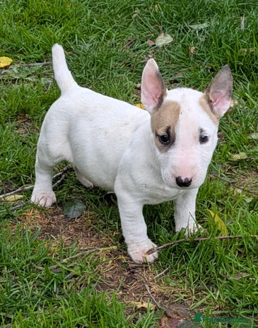 English Bull Terrier dogs - Advert 1