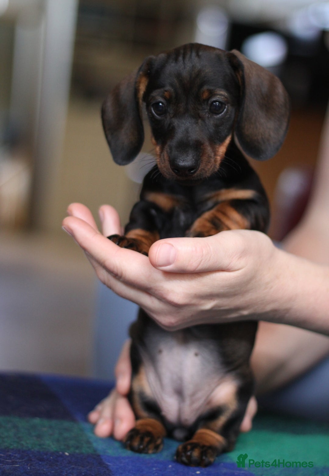 Miniature Dachshund dogs for sale: KC reg Miniature Wirehaired Dachshund girl - Image 4