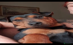 Mixed Breed dogs for sale: Lakeland x  - Image 3