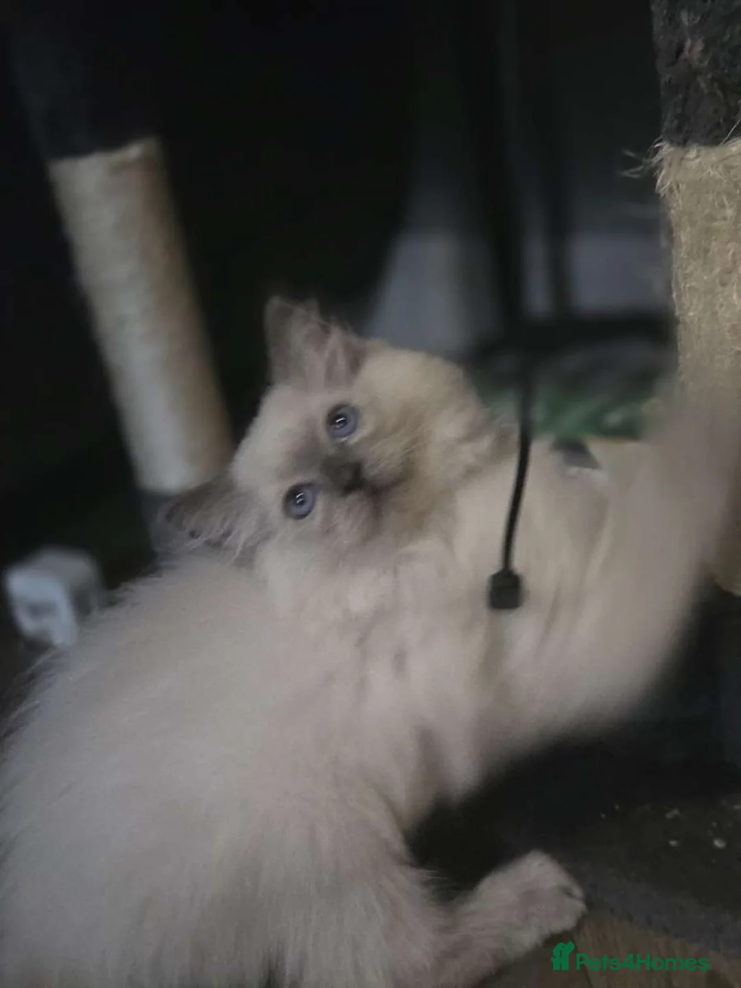 Ragdoll cats for sale: Blue ragdoll  - Advert 2