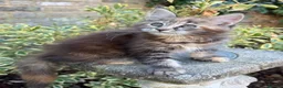 Maine Coon cats for sale: TICA Registered Pedigree Maine Coon Girls - Advert 1