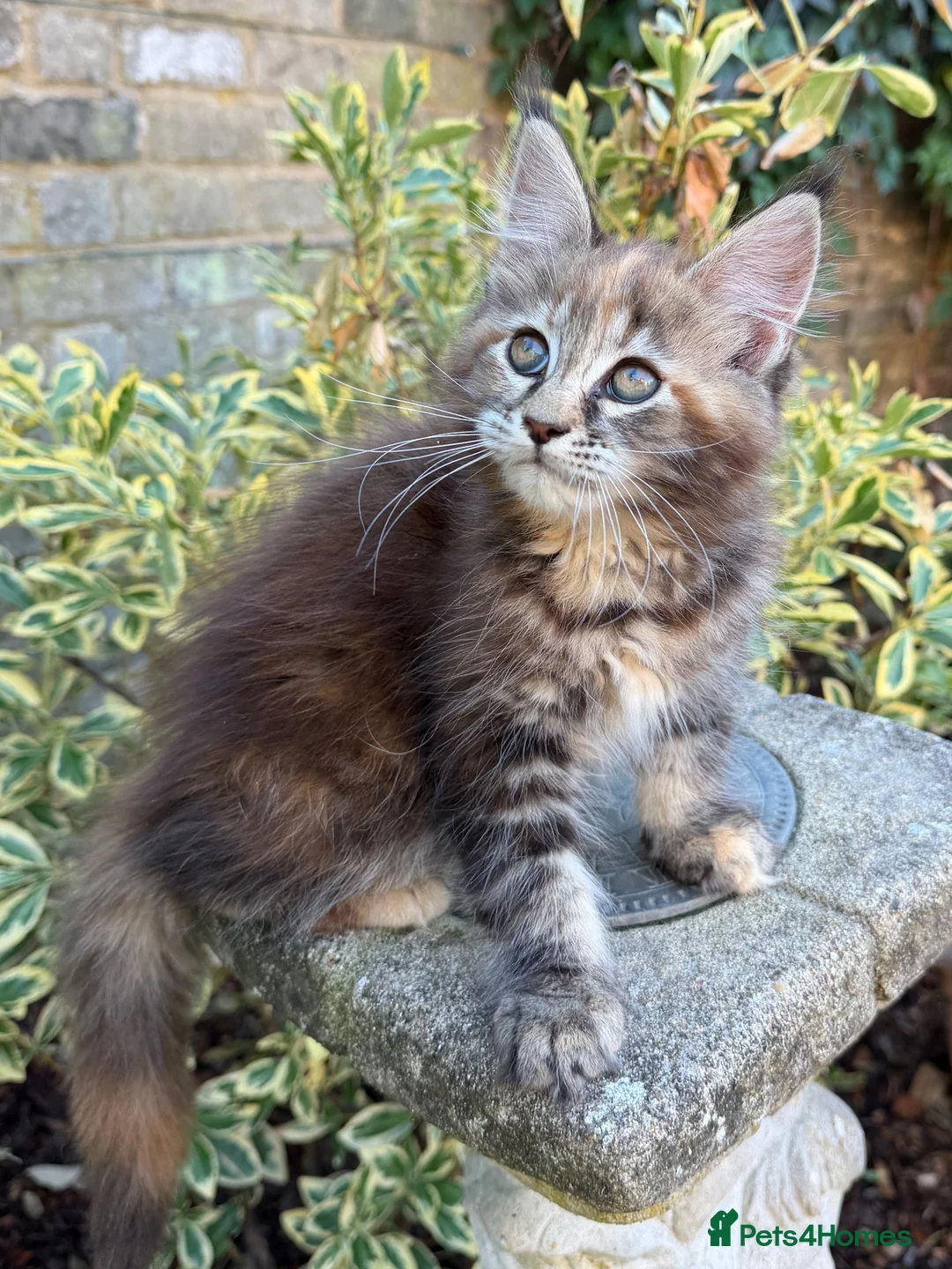 Maine Coon cats for sale: TICA Registered Pedigree Maine Coon Girls - Advert 1