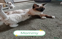 Ragdoll cats for sale: The last three cuddles - Image 7