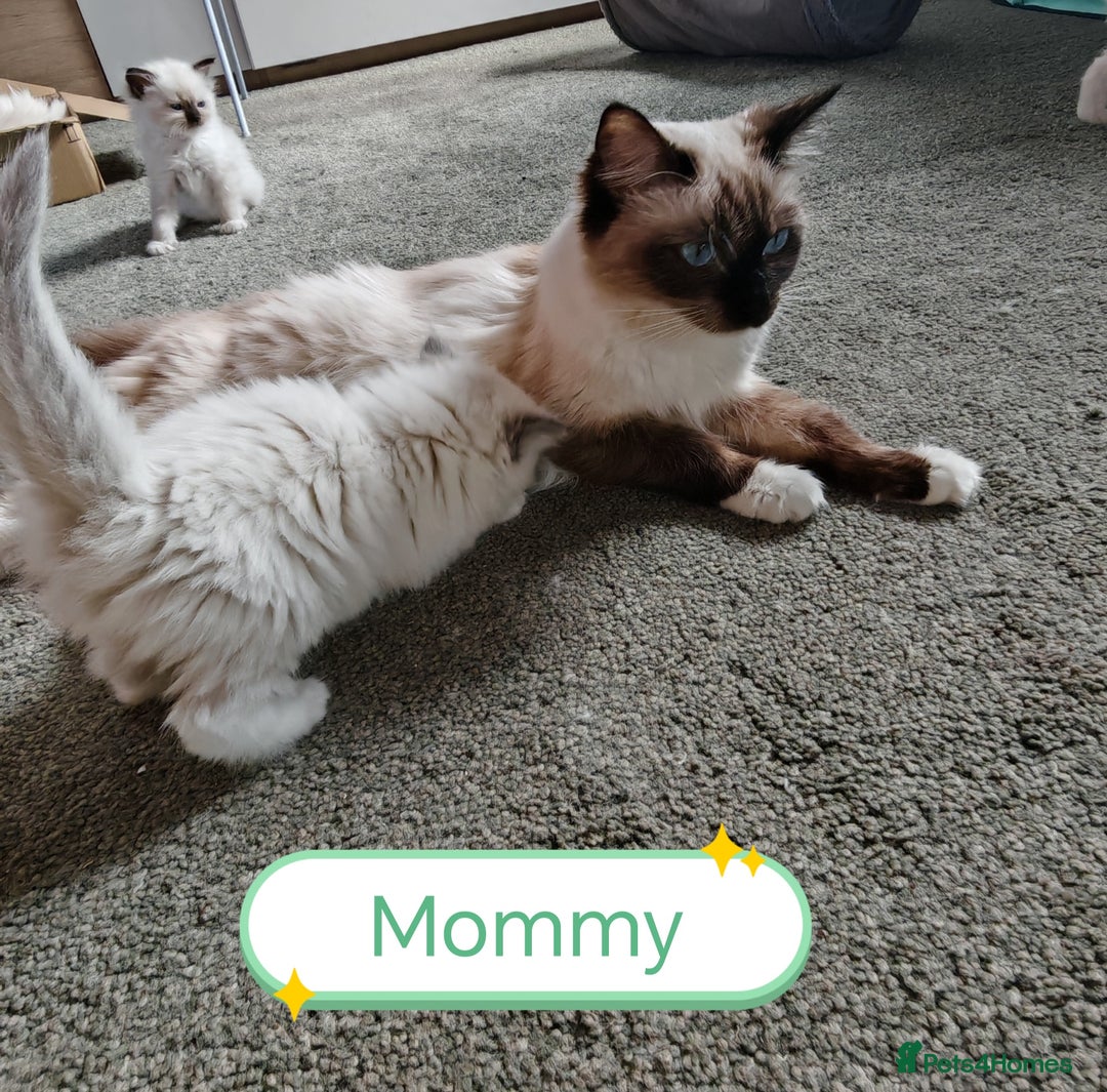 Ragdoll cats for sale: The last three cuddles - Image 7