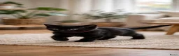 Mixed Breed cats for sale: Lovely healthy kittens available now  - Advert 5
