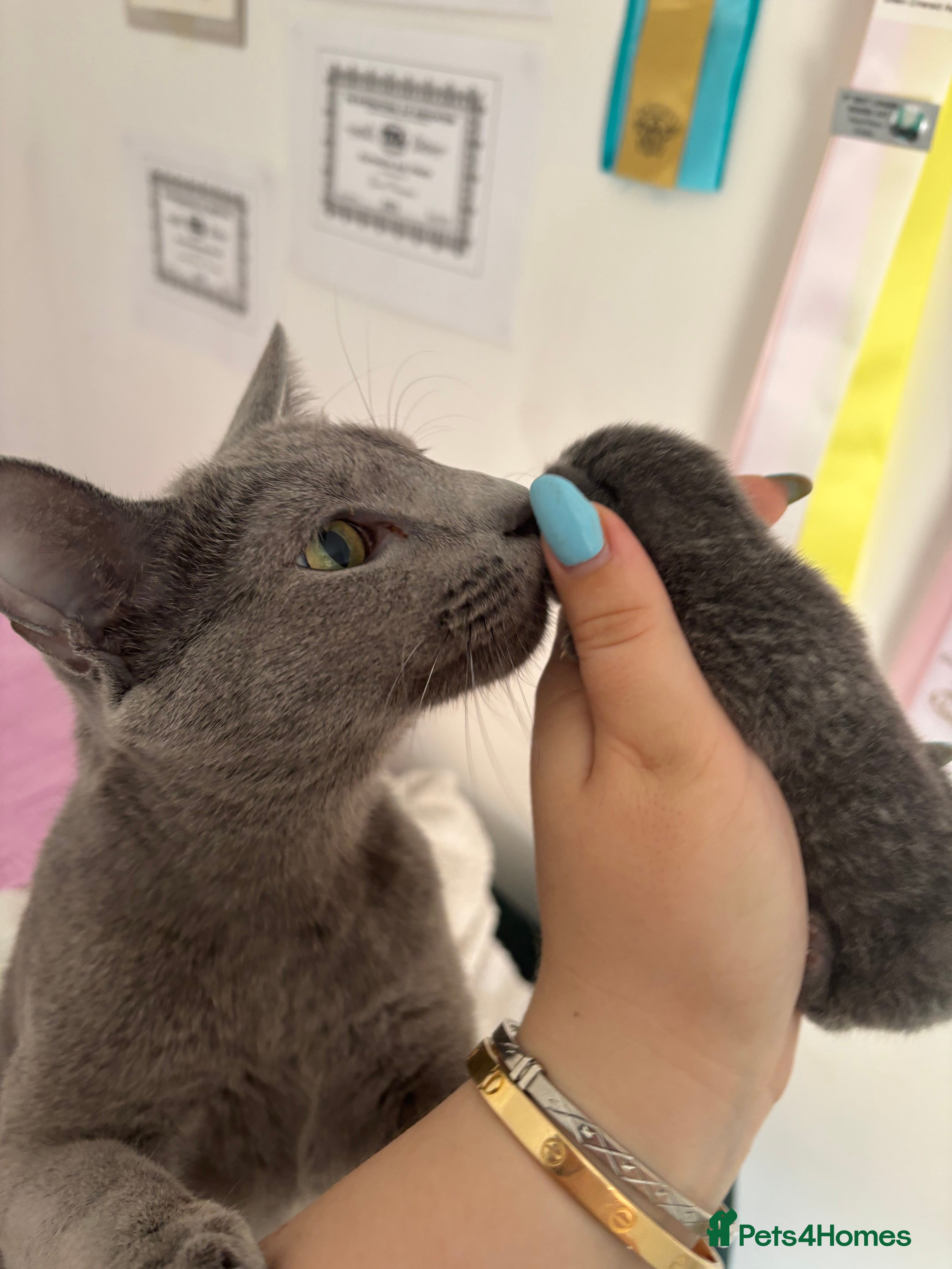 Russian Blue cats Pedigree TICA registered Russian blue kittens - Advert 5