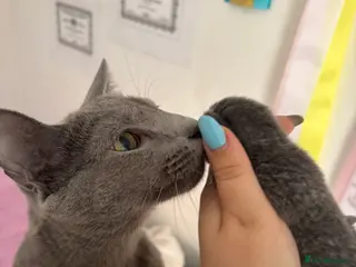 Russian Blue cats Pedigree TICA registered Russian blue kittens - Advert 5