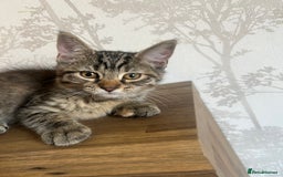 Maine Coon cats for sale: Two Gorgeous Maine Coon Cross Kittens for Sale - Image 6