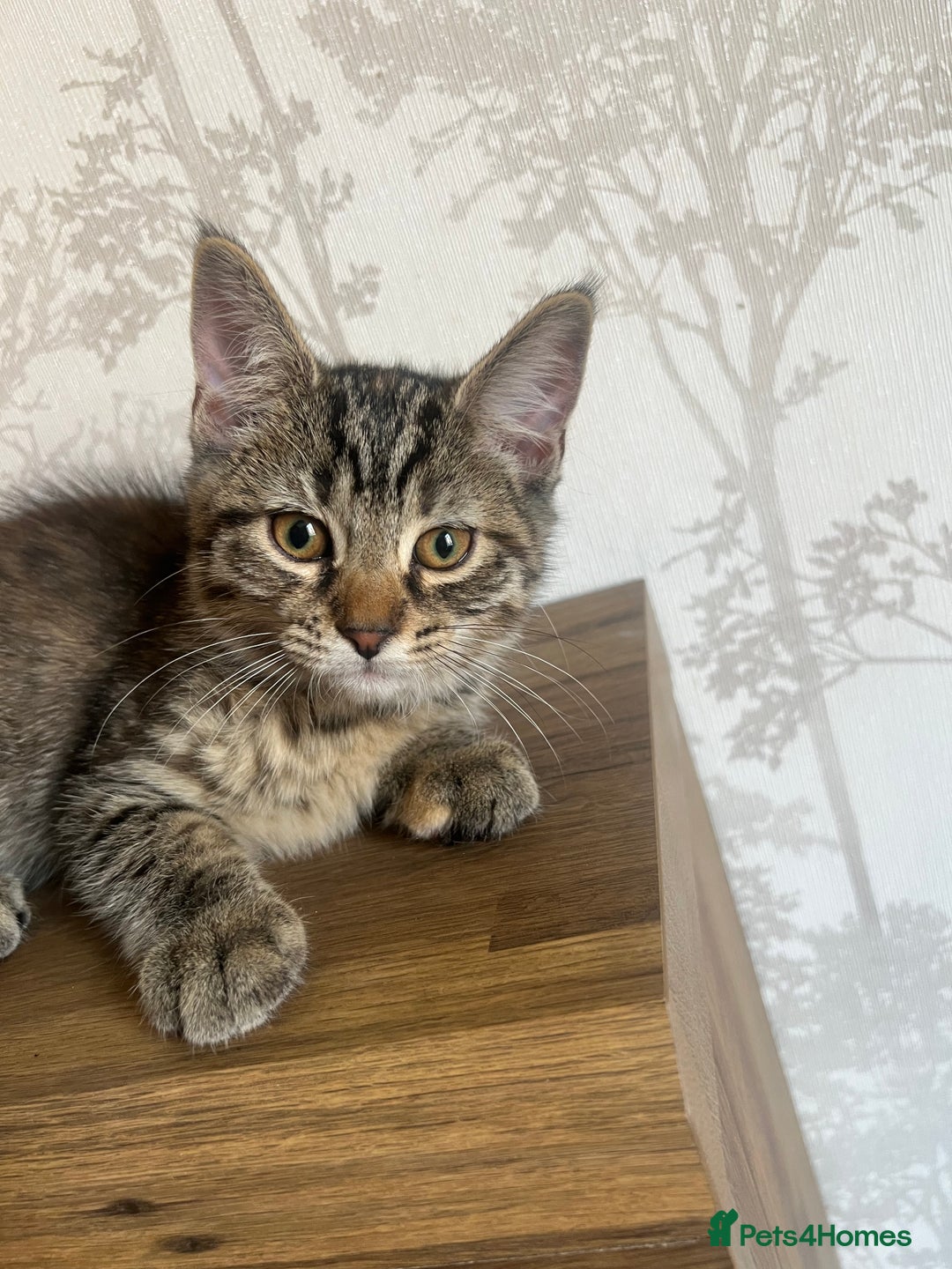 Maine Coon cats for sale: Two Gorgeous Maine Coon Cross Kittens for Sale - Image 6