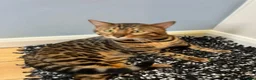 Bengal cats for sale: Beautiful Bengal Boy in Southampton - Advert 10