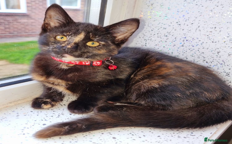 Mixed Breed cats - Advert 3