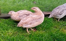 Quail poultry for sale: Laying Coturnix Quail – Confirmed Hens - Image 9
