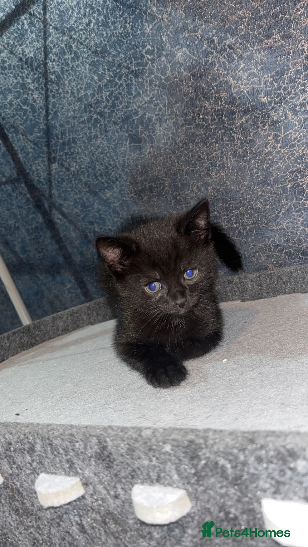 Mixed Breed cats for sale: Russian blue X domestic shorthair X Bombay  - Advert 1