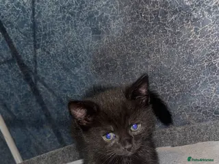 Mixed Breed cats Russian blue X domestic shorthair X Bombay - Advert 1