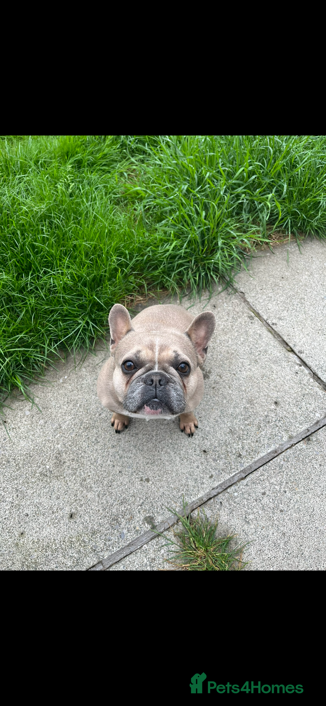 French Bulldog dogs for sale: French Bulldog Puppies  - Advert 1