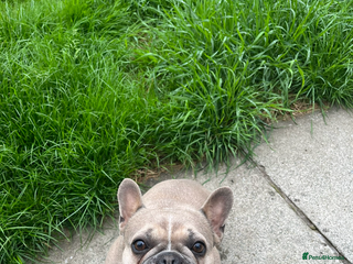 French Bulldog dogs French Bulldog Puppies - Advert 1