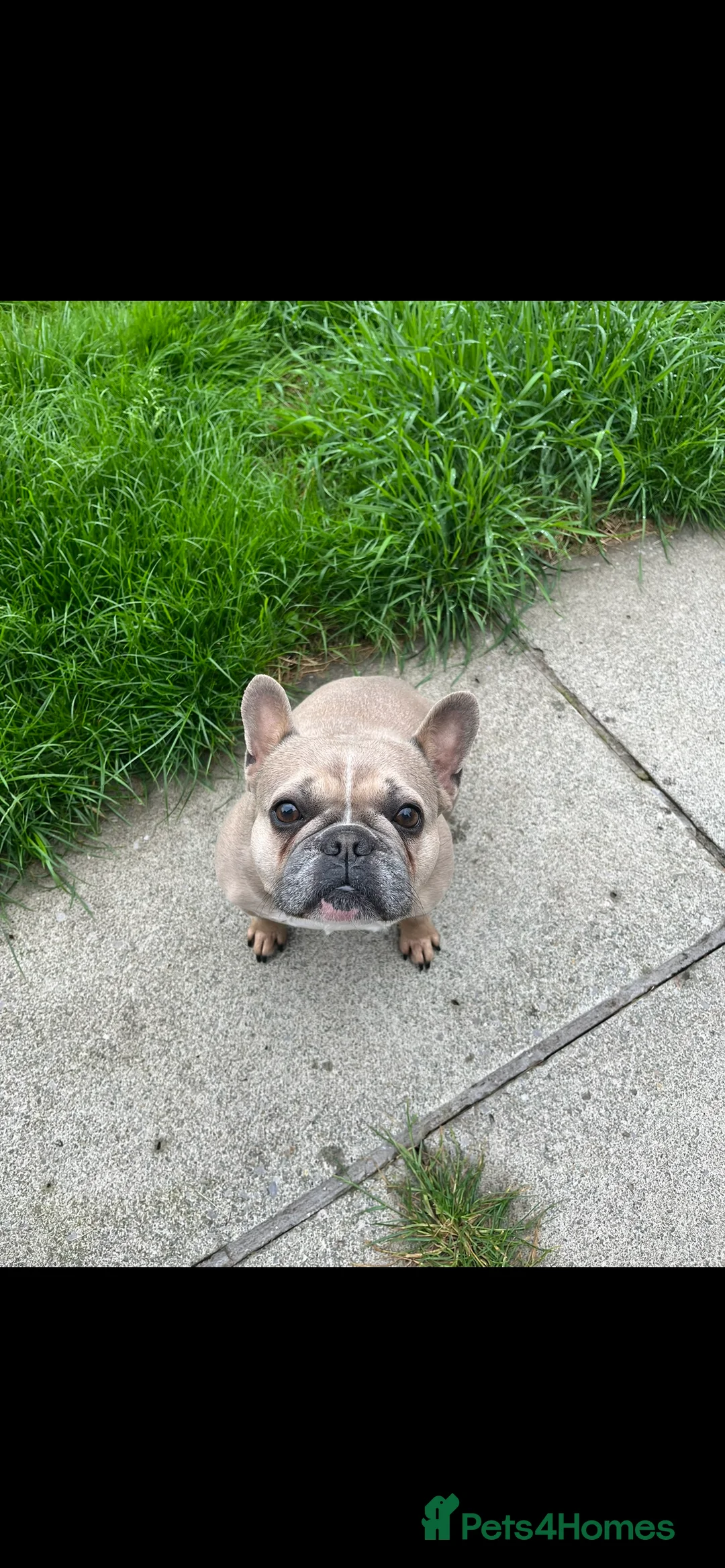 French Bulldog dogs for sale: RESERVED*French Bulldog Puppies - 2 girls / 2 boys - Advert 2