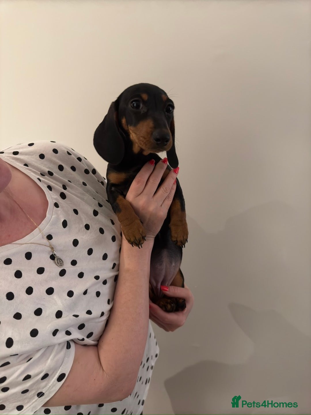 Miniature Dachshund dogs for sale: Black-and-Tan Mini Dachshunds—Homes Needed Urgent - Advert 5
