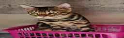 Bengal cats for sale: Pure Breed Bengal Kittens in Bristol - Advert 5
