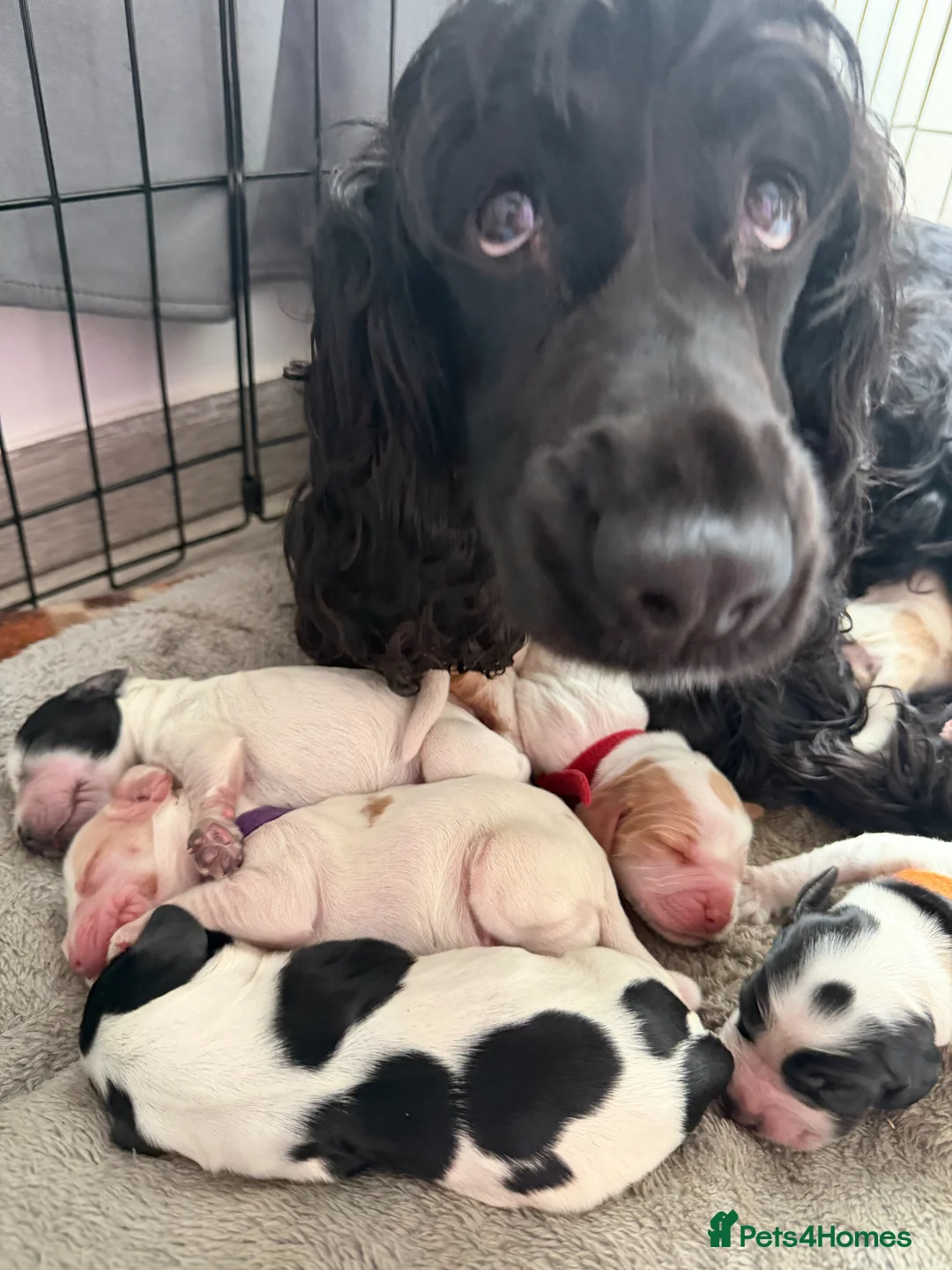 Cocker Spaniel dogs for sale: Show Type Cocker Spaniel Puppies in Nottingham - Advert 14
