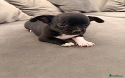 Chihuahua dogs for sale: 1 Stunning Male Apple Head Chihuahua Pup left - Advert 7