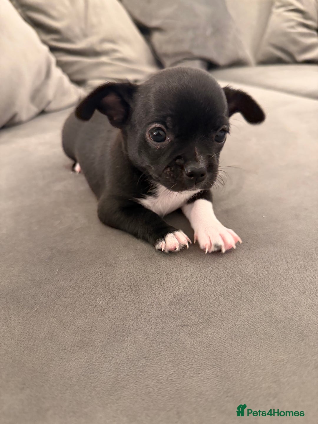 Chihuahua dogs for sale: 1 Stunning Male Apple Head Chihuahua Pup left - Advert 7
