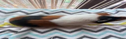 Guinea Pig rodents for sale: Tort and white guinea pig for sale  - Advert 4