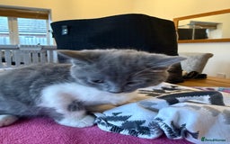 Domestic Shorthair cats for sale: 🤩🤩 6 beautiful babies 🤩🤩 - Image 13