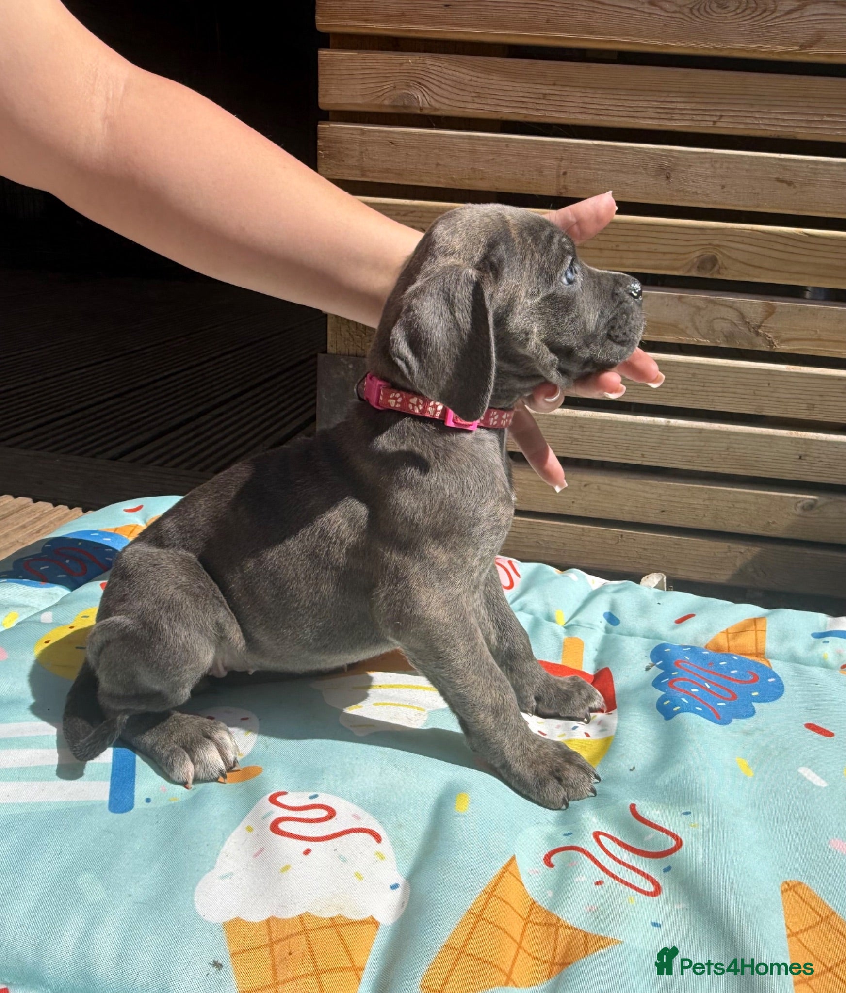 Cane Corso dogs Stunning champion bloodline cane corso💕 - Advert 1