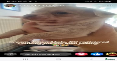 Chihuahua dogs - Advert 3