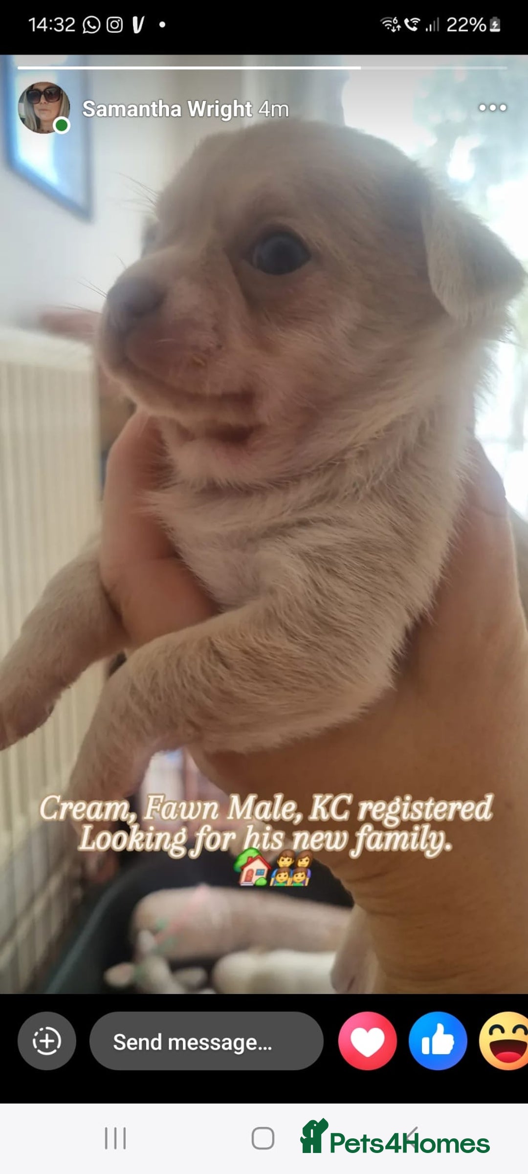 Chihuahua dogs for sale: Gorgeous Smooth coat KC registered chihuahuas - Image 3