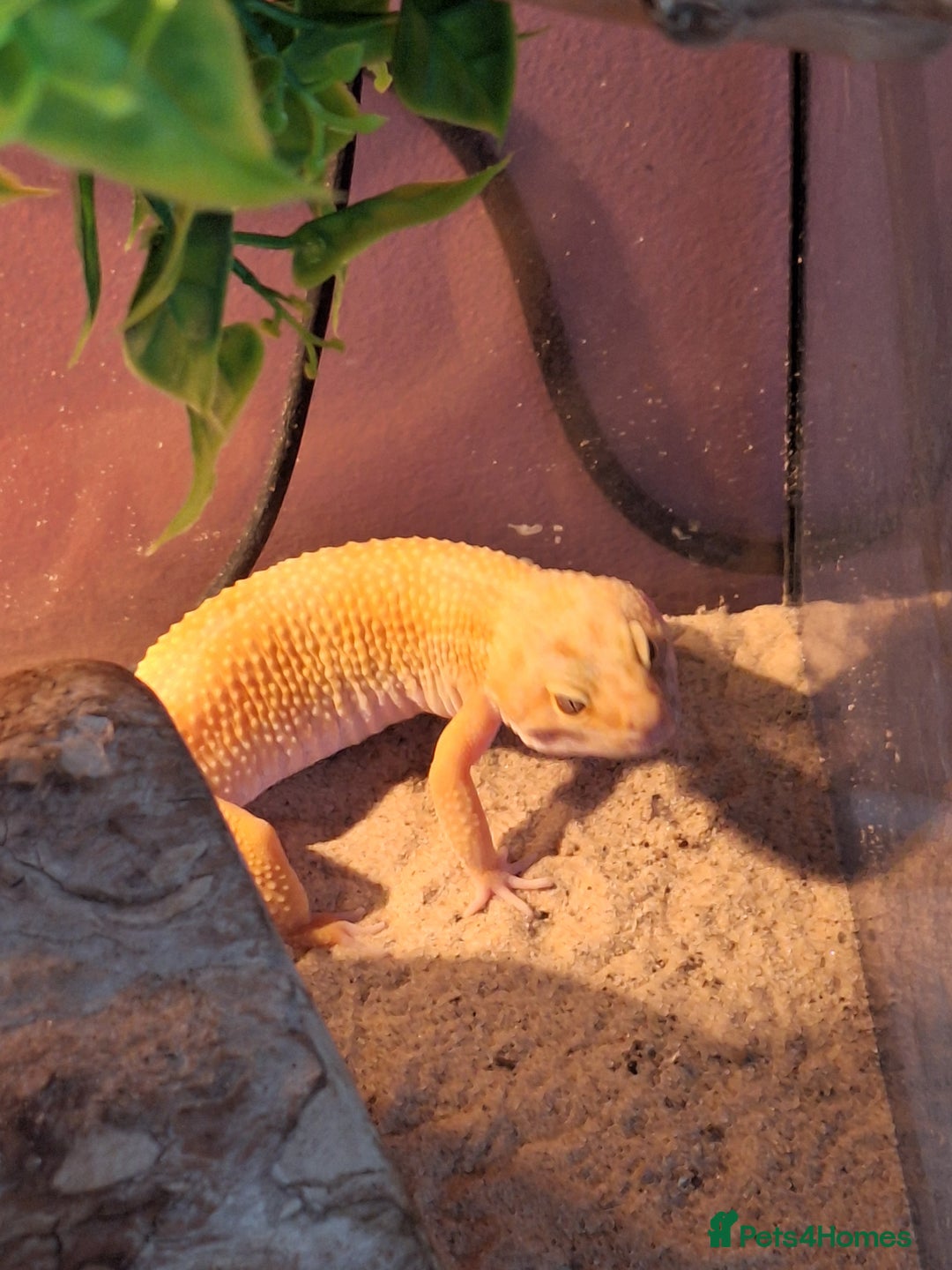 Gecko reptiles for sale: Female leopard gecko - Advert 6