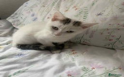 Mixed Breed cats for sale: 2 female kittens for sale - Image 4