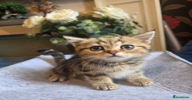 British Shorthair cats - Advert 5