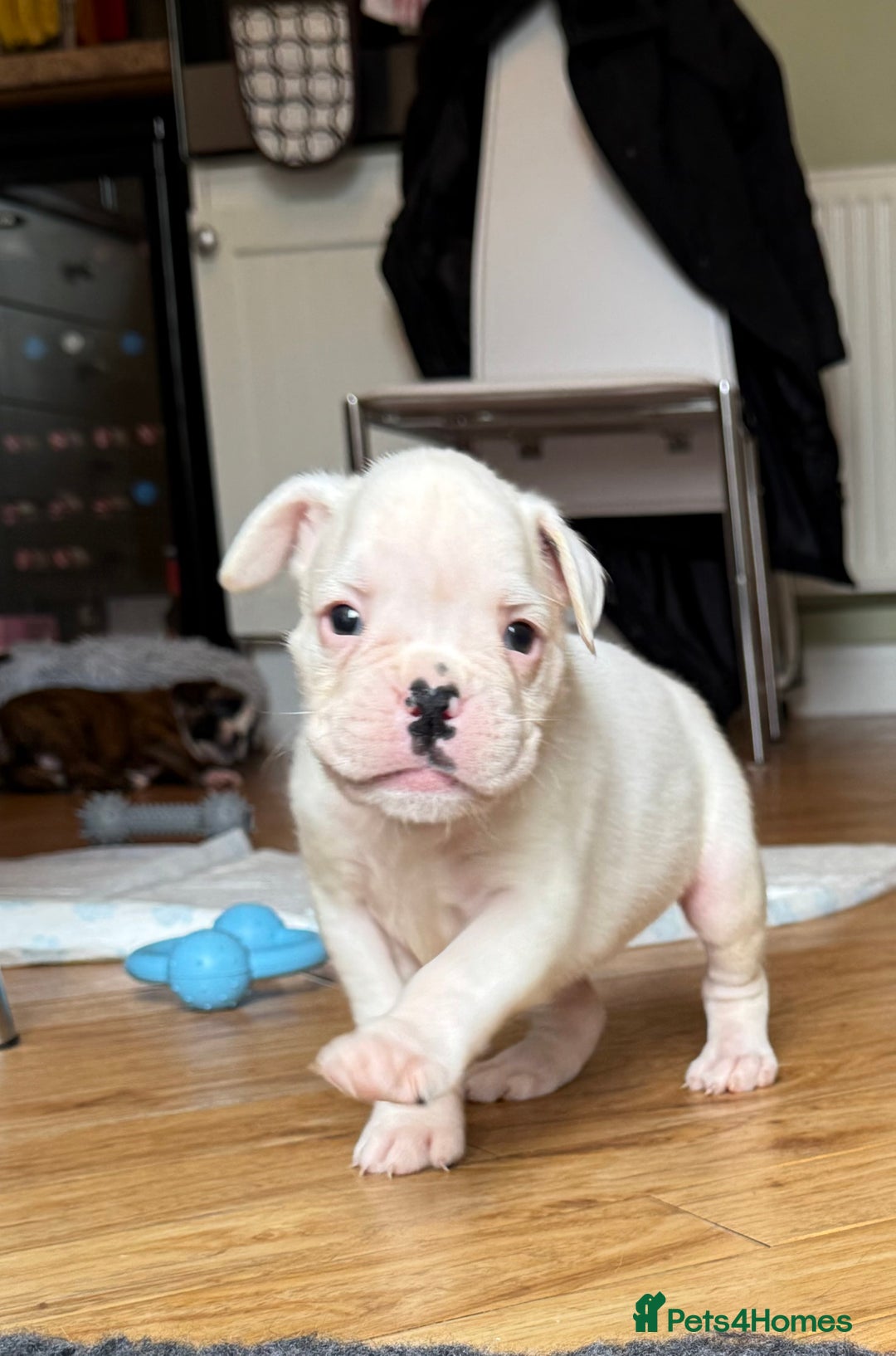 Boxer dogs for sale: Quality Boxer Puppies - Image 6