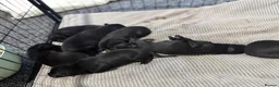 German Shepherd dogs for sale: 7beautiful German shepherd puppies for sale - Advert 19