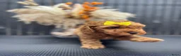 Cavapoo dogs for sale: F1b Cavapoo puppies - Advert 5