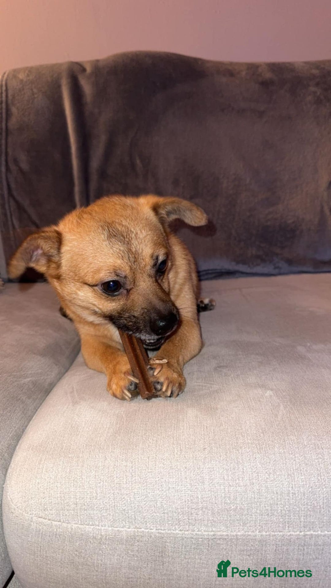 Mixed Breed dogs for adoption: TED   - Advert 8