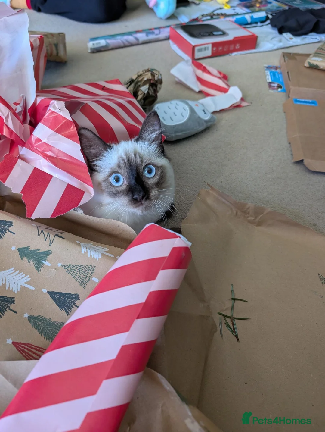 Ragdoll cats for sale: Female Ragdoll Cat For Rehoming - Advert 9