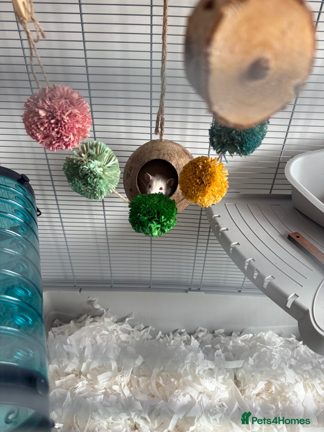 Rat rodents for sale: Pinky & brain  - Advert 3