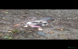 French Bulldog dogs for sale: Nala ❤️ - Image 3