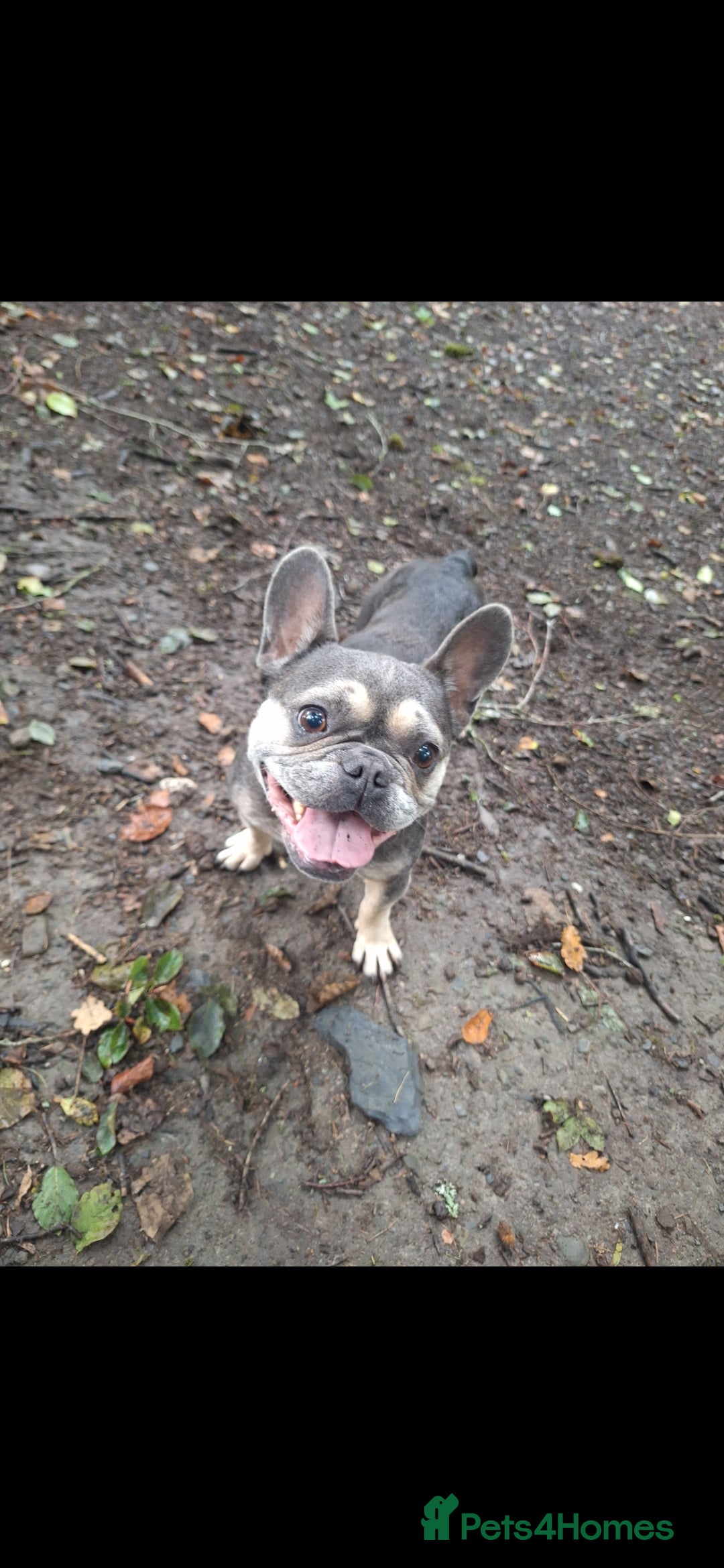 French Bulldog dogs for sale: Nala ❤️ - Image 3