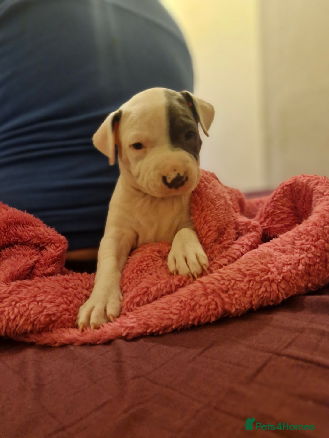 Staffordshire Bull Terrier dogs for sale: From Our Family to Yours - Image 16