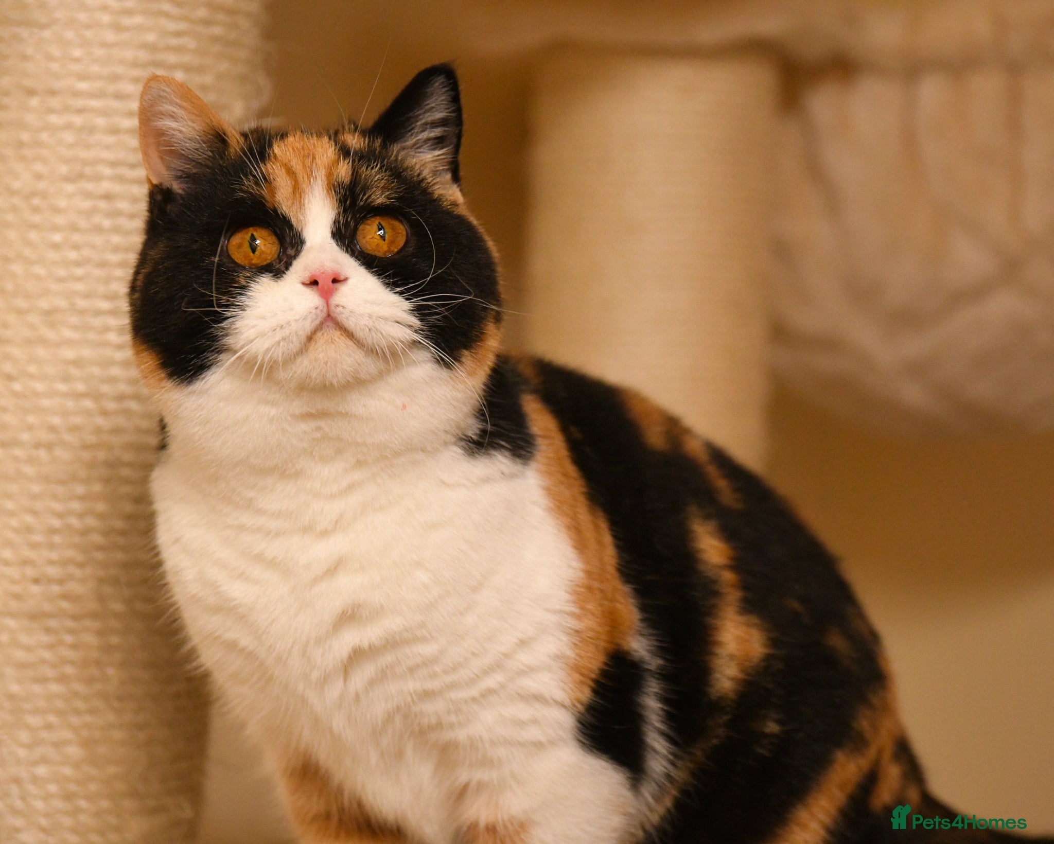 British Shorthair cats Beautiful British Shorthair boys  - Advert 2