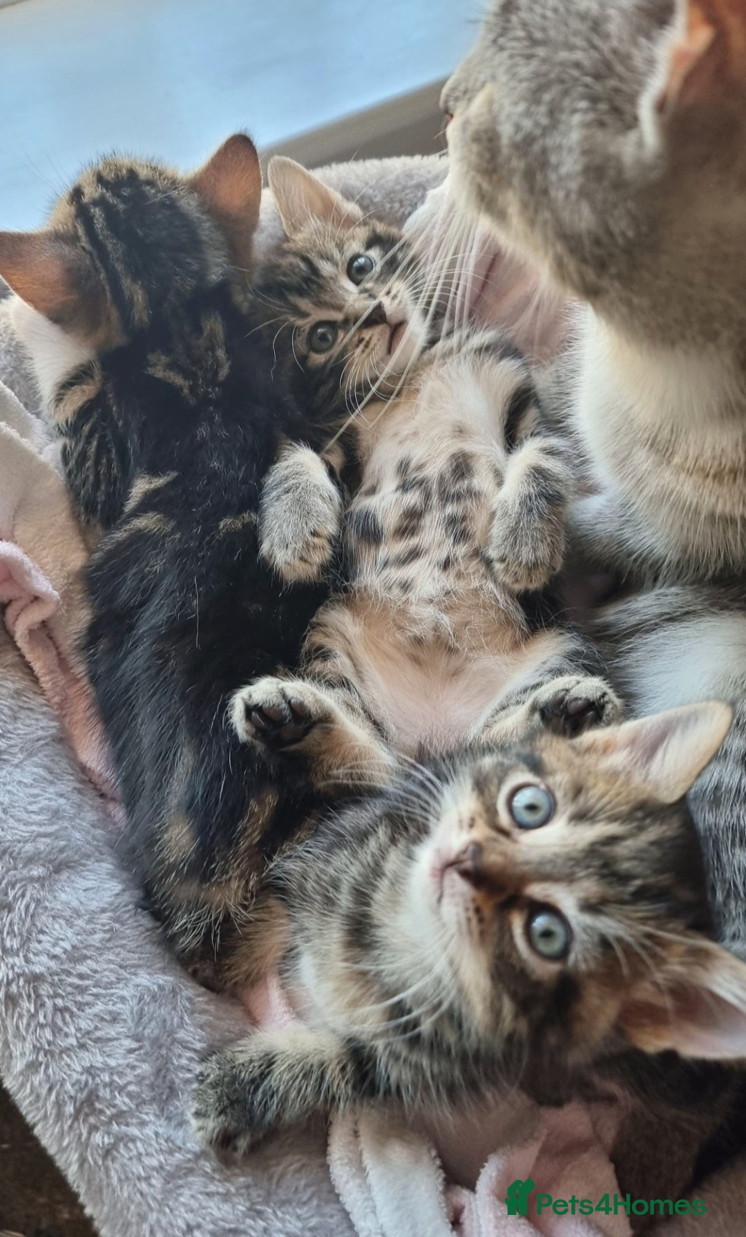 Sokoke cats for sale: Rare and lovely Sokoke Kittens♡ - Image 4